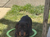 Beautiful Black and Tan boy ready to leave now