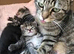 7 week old kittens