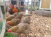 Bantam Partridge Wyandotte &ndash; Hatching Eggs & Chicks Available