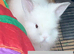 Double Maned Lionhead Babies