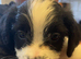 8 beautiful jackapoo puppies