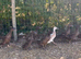 Young female Khaki Campbell ducks for sale