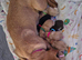 9 week old Labrador puppy