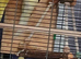 1 breeding pair of kakarikis