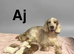 Stunning colour cockapoo puppies available now