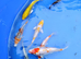koi carp beautiful hand picked
