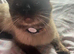 Male ragdoll