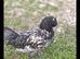 Verwork rooster 15 weeks old and a Polish bantam rooster 19 weeks.