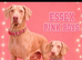 WOW /// ICE TEA pink Doberman