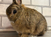 Netherland Dwarf Boy