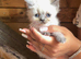 7 ragdoll kittens