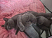 5 week old British shorthairs