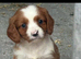 Cavalier King Charles puppy