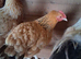 2 bantam hens