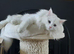 Siberian TICA