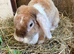 2 female plush lops