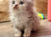 Kittens