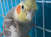 Cockatiel bird
