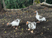 Beautiful geese for sale