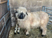 Swiss valais blacknose