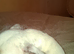Staffordshire Bull Terrier Cross Patterdale called cokie