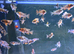 Malawi cichlids peacocks and haps