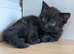 Kittens for sale