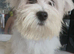 Toy Maltese puppy