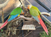Tame green cheek conures