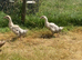 2x geese for sale