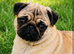 Pug Pedigree Girl Pup