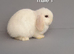 Beautiful mini lop rabbits ready now