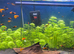 Assorted swordtail platy hybrids