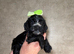 X6 cockapoo F1B puppies