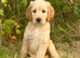 STUNNING GOLDENDOODLE PUPPIES
