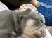 2 stunning kc registered French bulldog puppies.