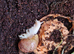 Giant African Land Snails