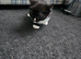 Kittens looking for loving homes only