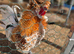 Polish frizzle cockerel