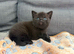 Stunning Black British Shorthair Kittens &ndash; Only 2 Left