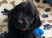 Exquisite cockapoo puppies from Health tested parents