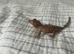 Baby crested gecko .