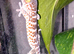 Tokay geckos