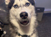 Beautiful Pedigree Siberian Husky Puppies – Born July 13th