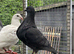 Spanish Gorguero