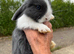 Mini lop pure bred blue and white