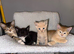 STUNNING ABYSSINIAN MIXED READY TO LEAVE!