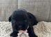 beautiful shihtzu pups