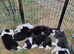 Border Collie/Husky Cross Puppies