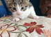 beautiful mixed-breed kittens looking for loving homes.